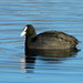 JUST A COOT  by markp