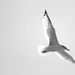 Graceful Gull by kerosene