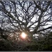 Sunlight through the old Oak Tree. by grace55