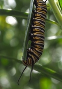 3rd Jan 2017 - A monarch caterpillar