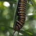 A monarch caterpillar by Dawn