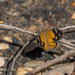 Butterfly in the burnt bush by gosia