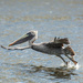 Pelican taking off by dridsdale