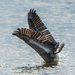 Pelican dive bombing for fish by dridsdale