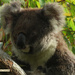 ooops by koalagardens