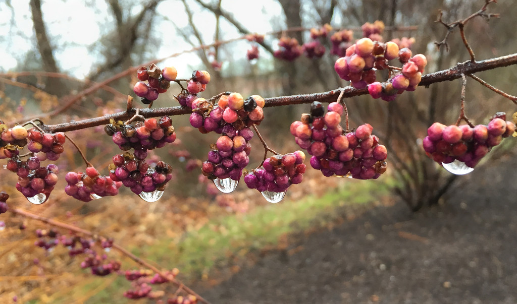 Rainy day Beauty berries by loweygrace