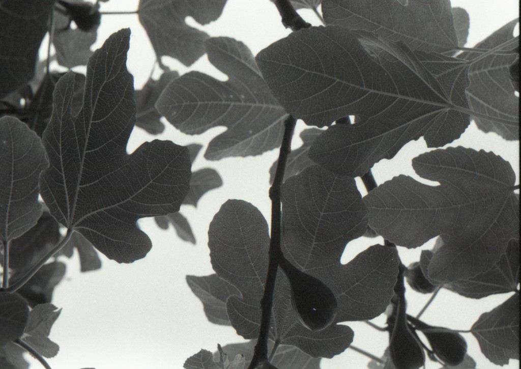 fig leaves by kali66