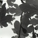 fig leaves by kali66