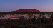 3rd Jan 2017 - Uluru/Ayers Rock and the Field of Light