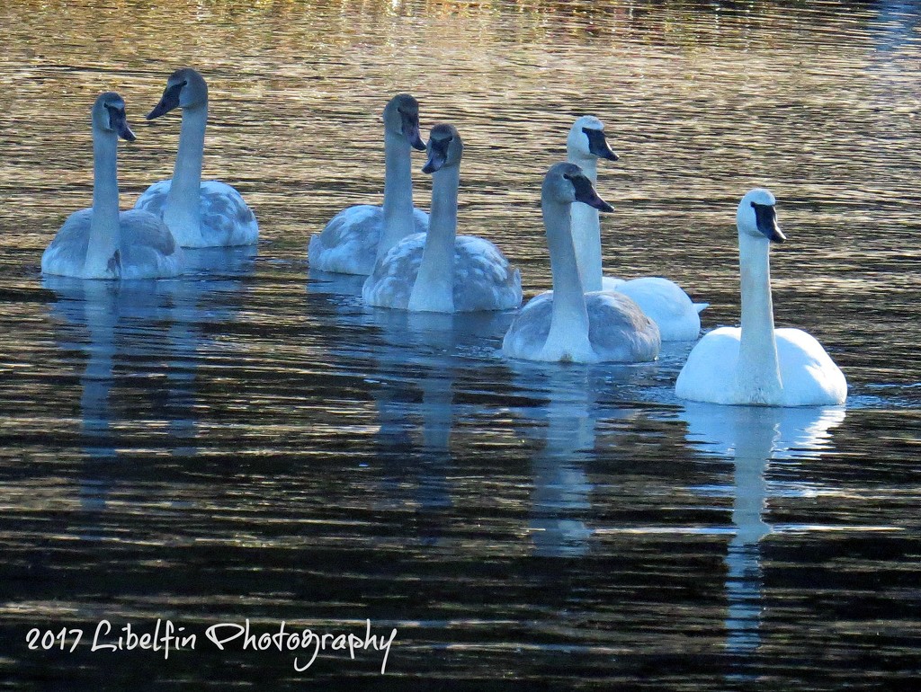 Trumpeter Swans - Adult and Juveniles by kathyo