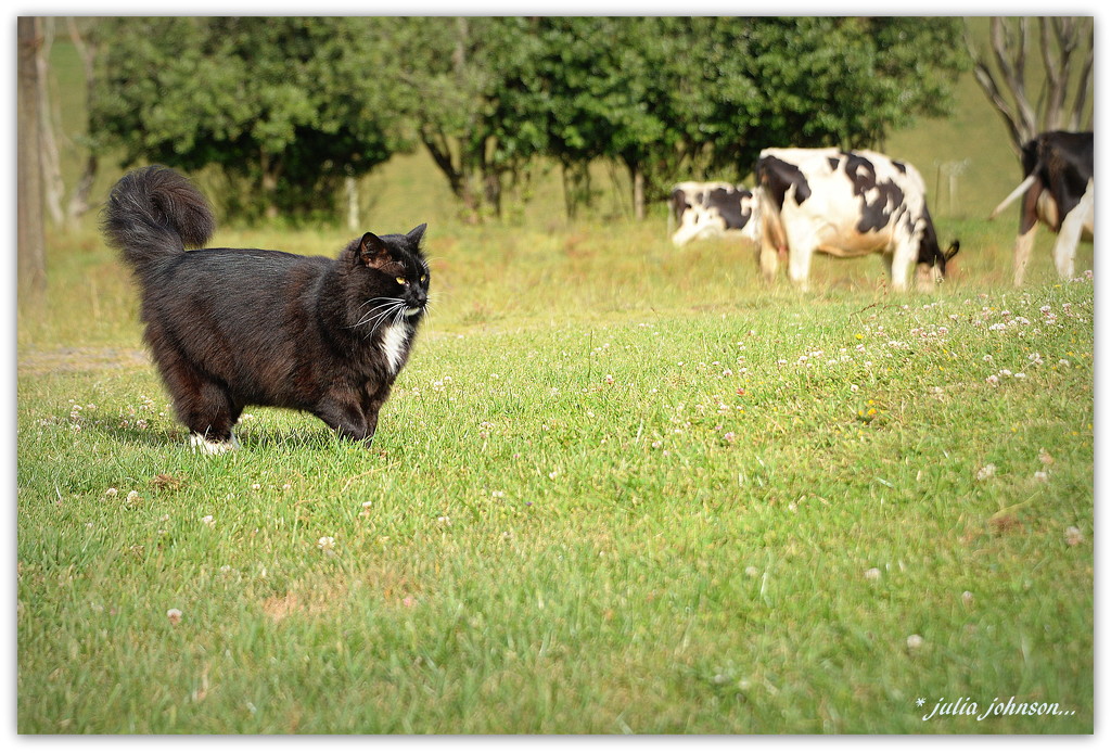 Cattle Cat... by julzmaioro