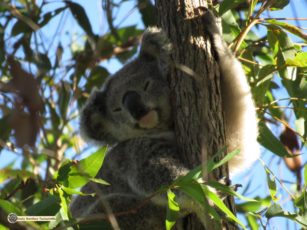 yep they can sleep anywhere by koalagardens