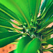 My Garden - Madagascar Palm by annied
