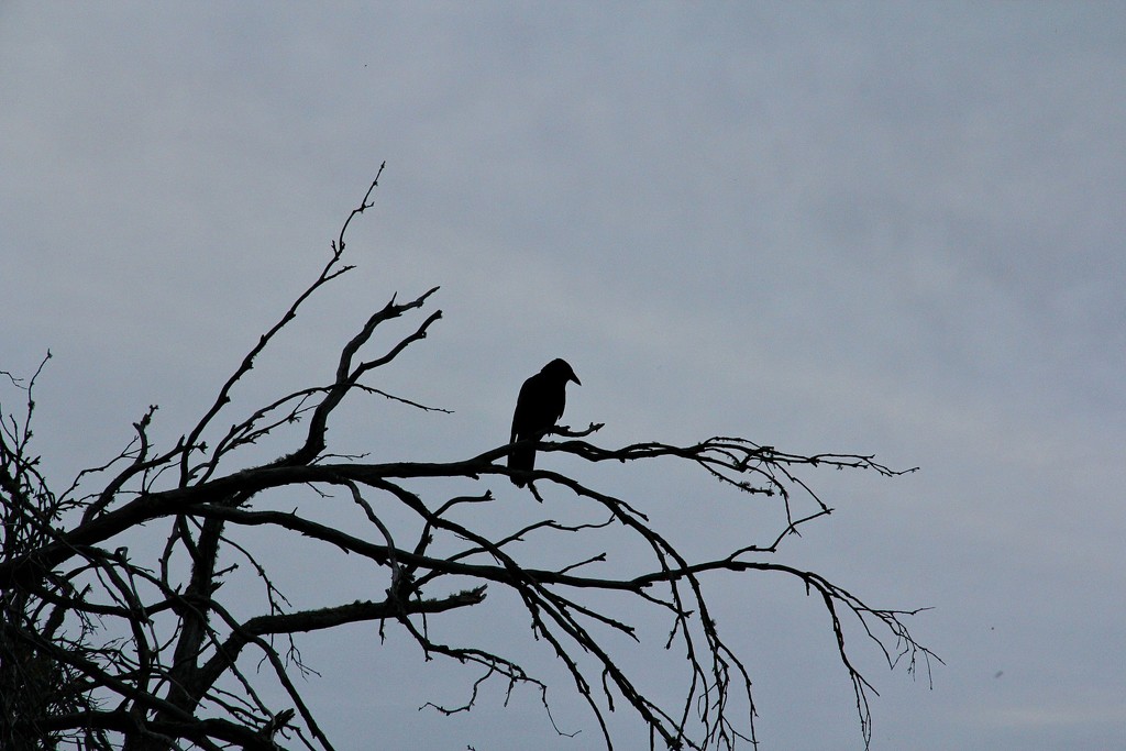 Black Crow by leggzy