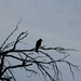 Black Crow by leggzy