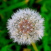 Dandelion by congaree