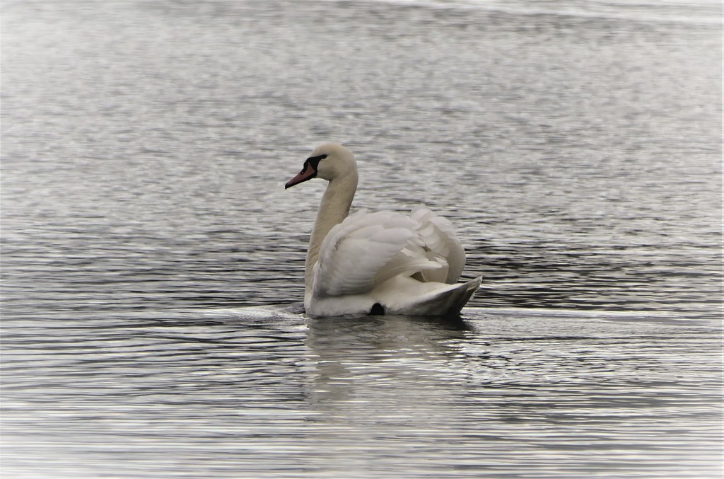 Lone Swan by carole_sandford
