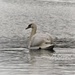 Lone Swan by carole_sandford
