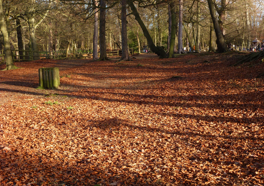 Autumn pathway by gareth