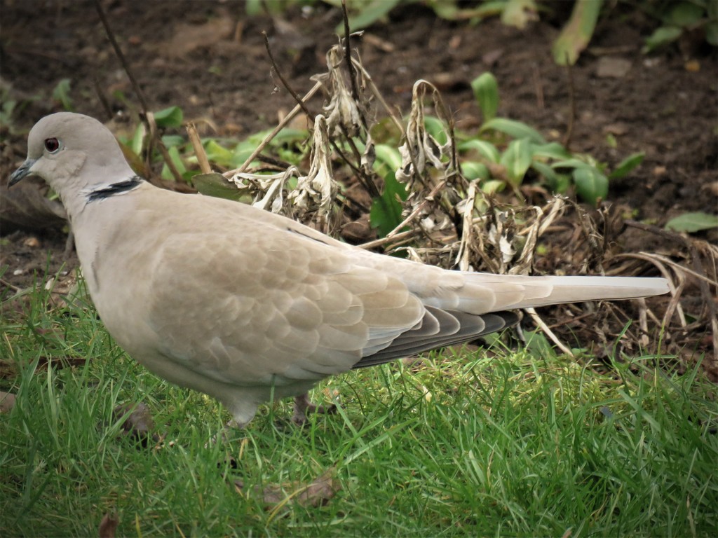 Garden Visitor - Collared Dove by phil_sandford