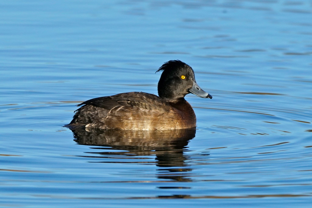 TUFTED DUCK  by markp