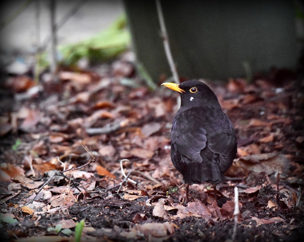 The recognisable blackbird by rosiekind