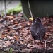 The recognisable blackbird by rosiekind
