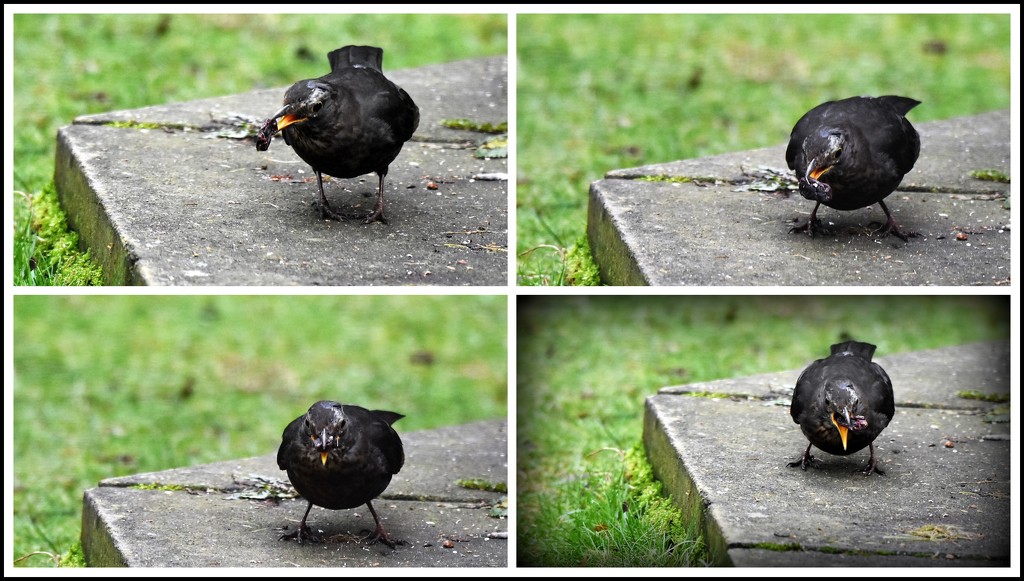 Feasting blackbird by rosiekind