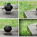 Feasting blackbird by rosiekind