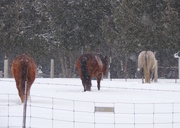 31st Dec 2016 - Horses On The 'Run'