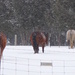 Horses On The 'Run' by sunnygreenwood