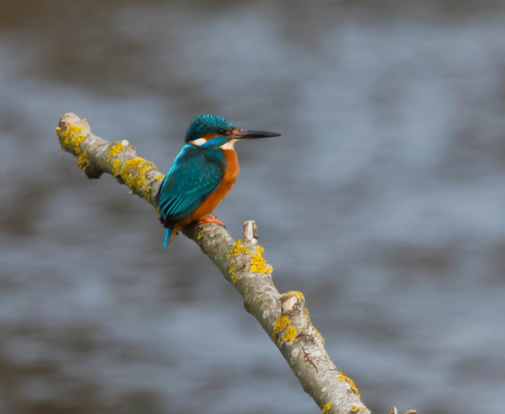 Proud Male Kingfisher by padlock