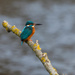 Proud Male Kingfisher by padlock