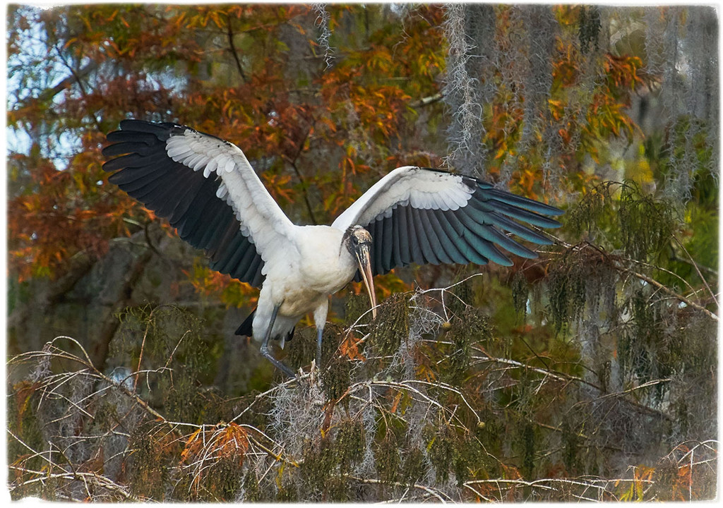 Landing Stork by gardencat
