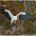 Landing Stork by gardencat