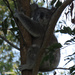 hot huggin by koalagardens