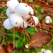 White berries.  by 365projectdrewpdavies