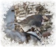 19th Dec 2010 - Snow Bird