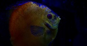 2nd Jan 2017 - 2january aquarium discus