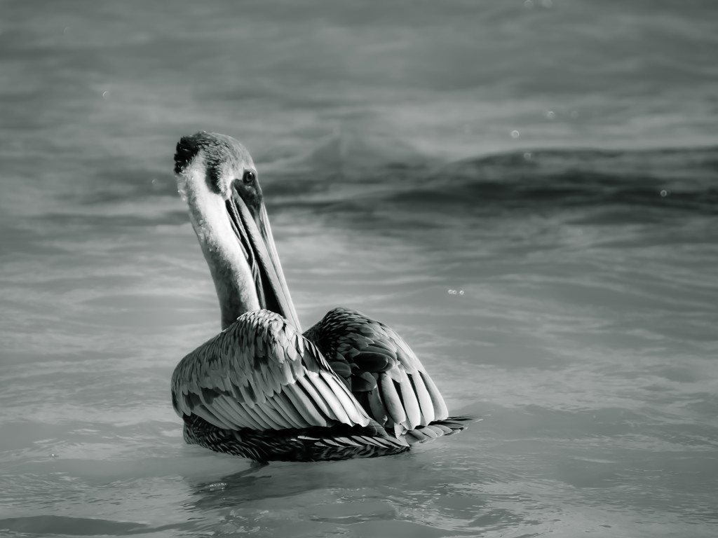 pelican brief by northy