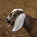 Goatee-LHG_0008 by rontu