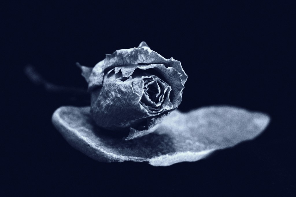 Rosestone by juliedduncan