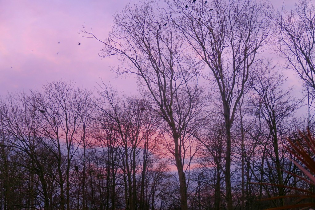 Winter  Sky. by wendyfrost
