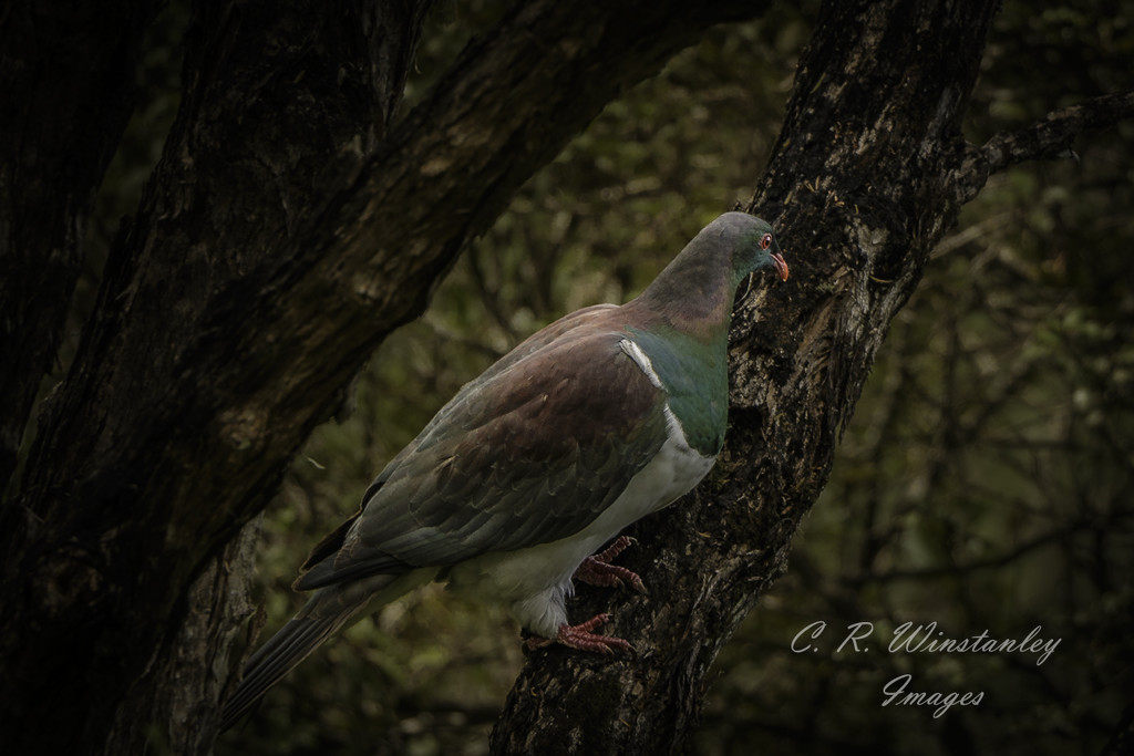 Day 3 Kiriru (NZ Wood Pigeon) by kipper1951