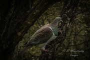 4th Jan 2017 - Day 3 Kiriru (NZ Wood Pigeon)