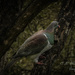 Day 3 Kiriru (NZ Wood Pigeon) by kipper1951