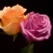 Roses by joysfocus