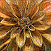 Golden Flower  by joysfocus
