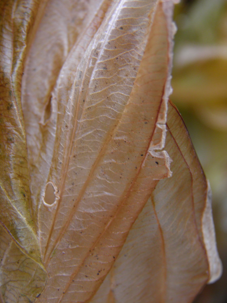 Fading Hosta Leaves  by daisymiller