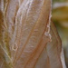 Fading Hosta Leaves  by daisymiller